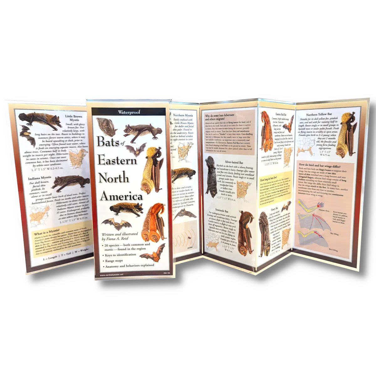 Bats of Eastern North America Folding Guide - Image 2
