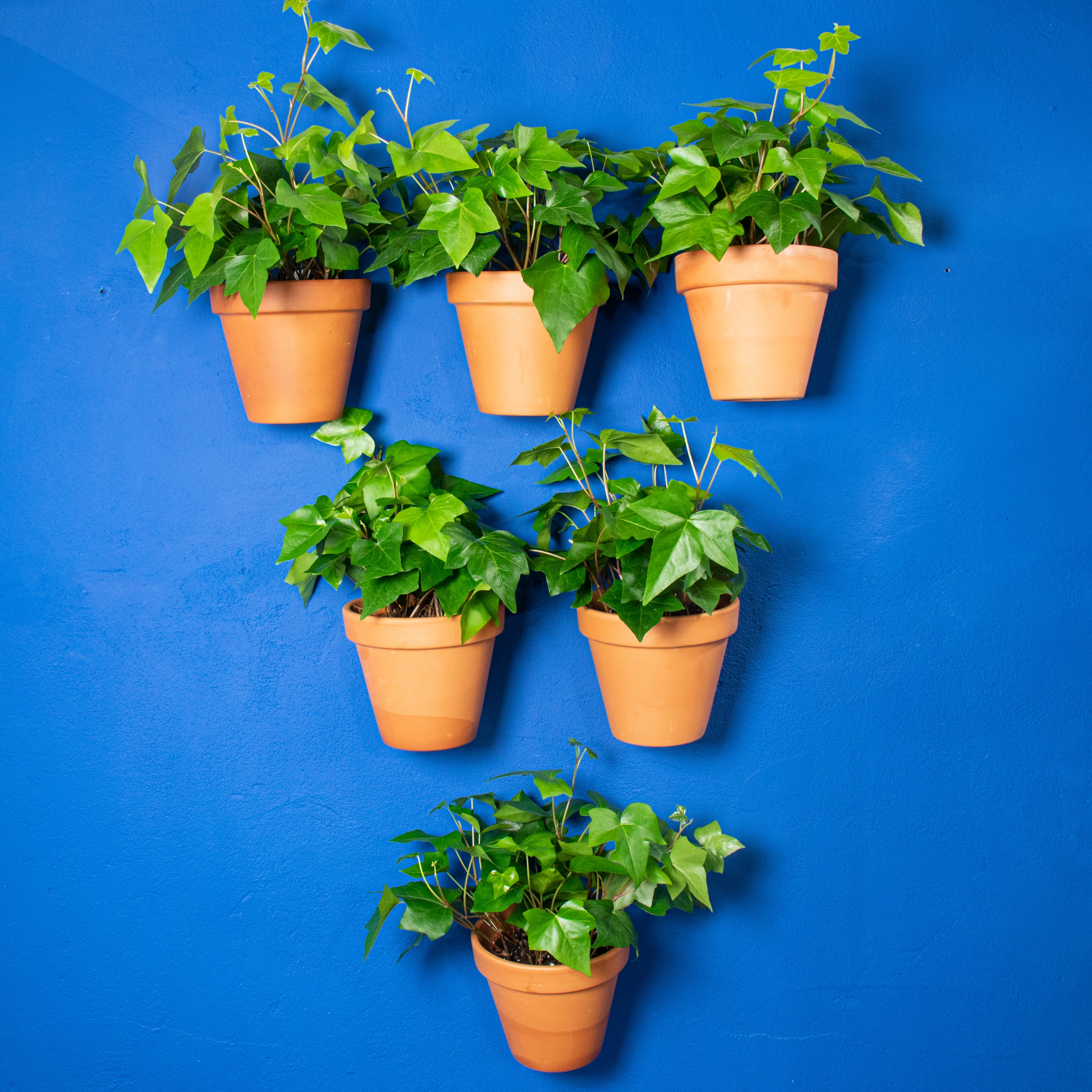 Clippy: The Easy Plant Wall Kit