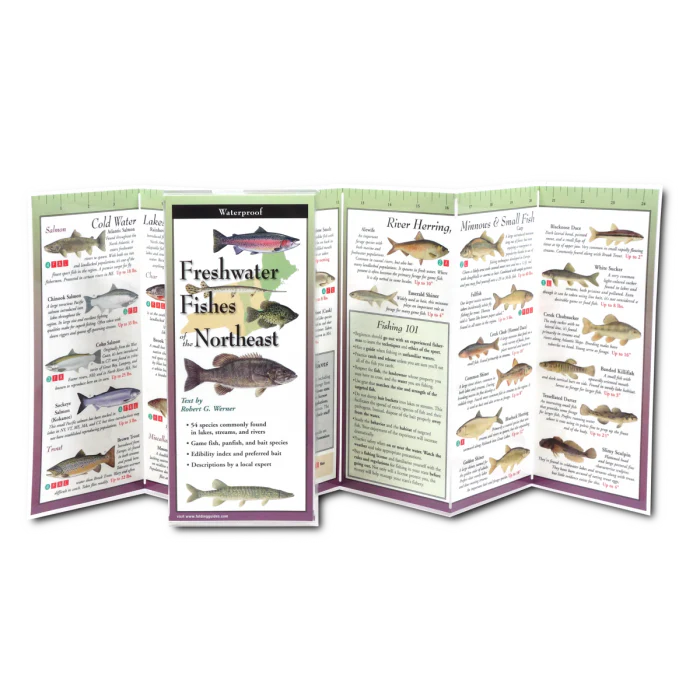 Freshwater Fishes of the Northeast, Folding Guide - Image 2