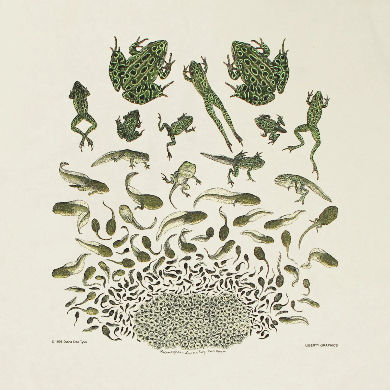 Frog Metamorphosis Youth Tee - Image 2