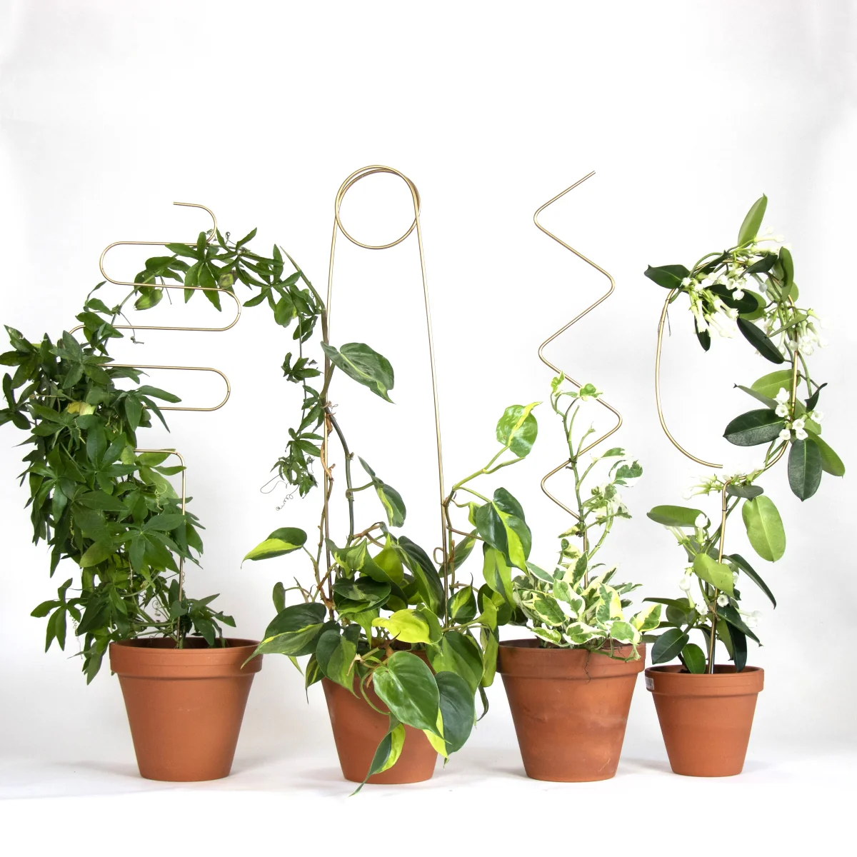 Golden Plant Stake - 4 Styles available