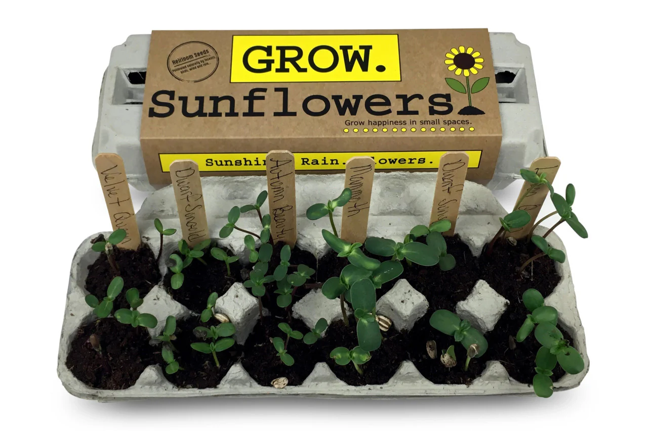 Grow Sunflowers Garden Kit - Image 2