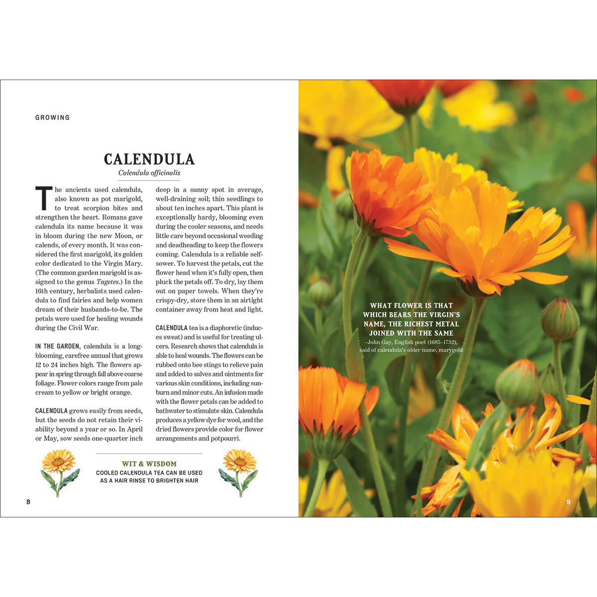 The Old Farmer's Almanac Guide to Herbs - Image 4