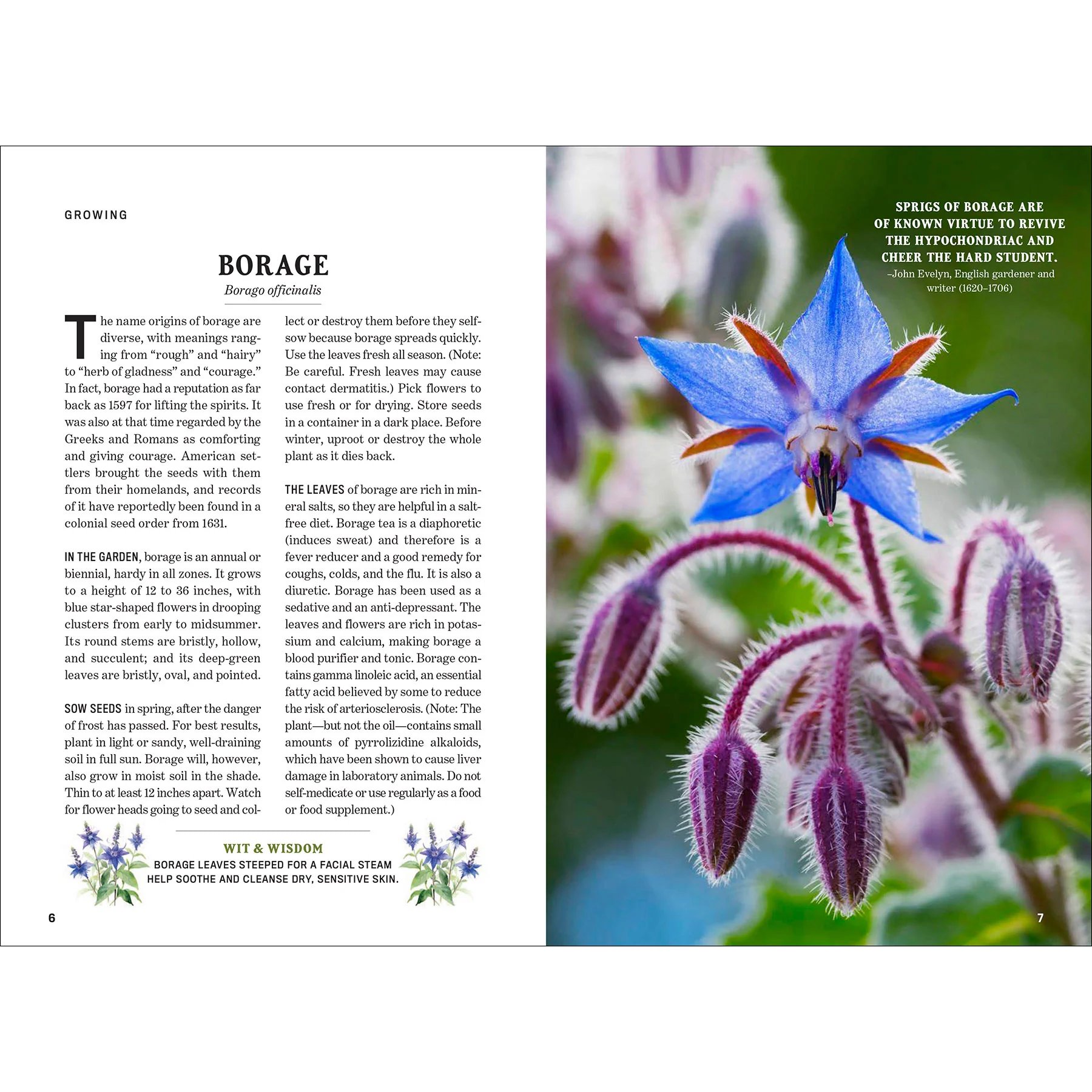 The Old Farmer's Almanac Guide to Herbs - Image 6