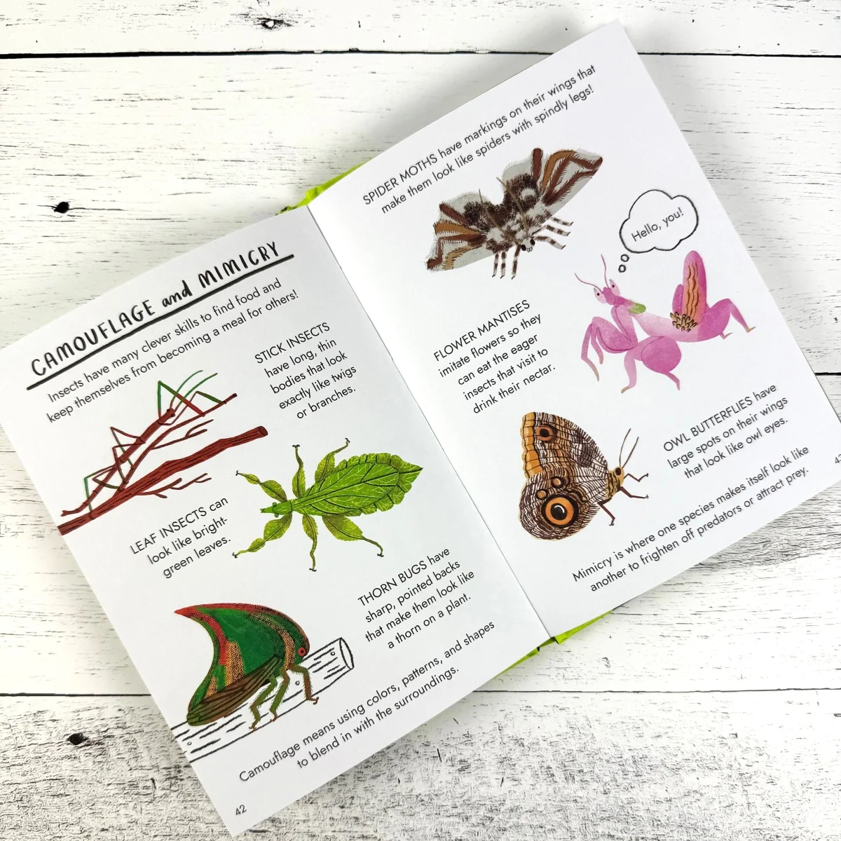 Hello Bugs: A Little Guide to Nature - Image 2