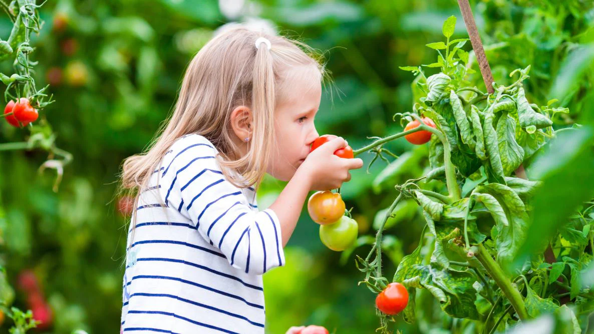 Organic Tomato & Vegetable 8-4-8 Plant Food - Image 4