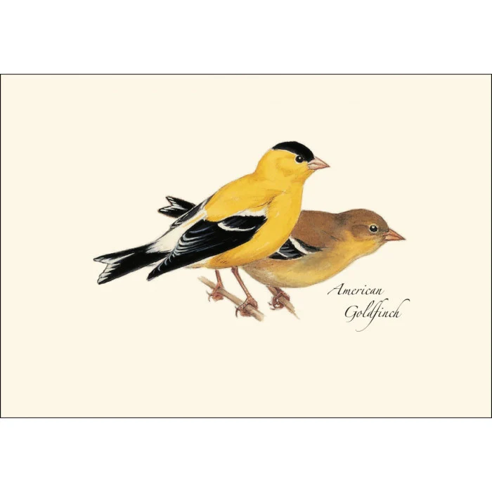 Peterson's Bird Notecard Assortment - Image 2