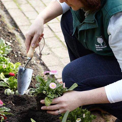 RHS Stainless Transplanter - Image 3