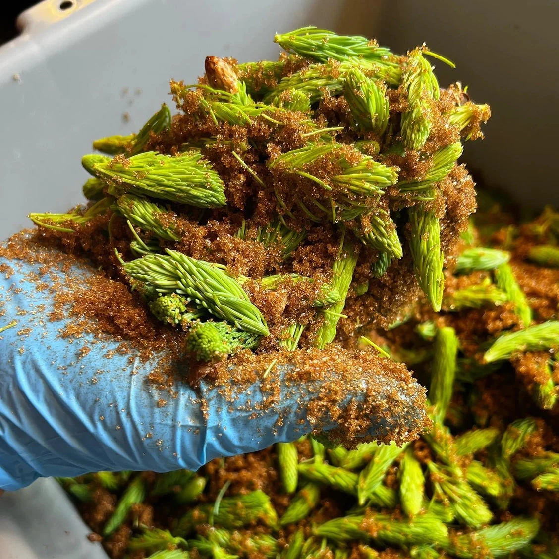 Spruce Syrup - Image 2