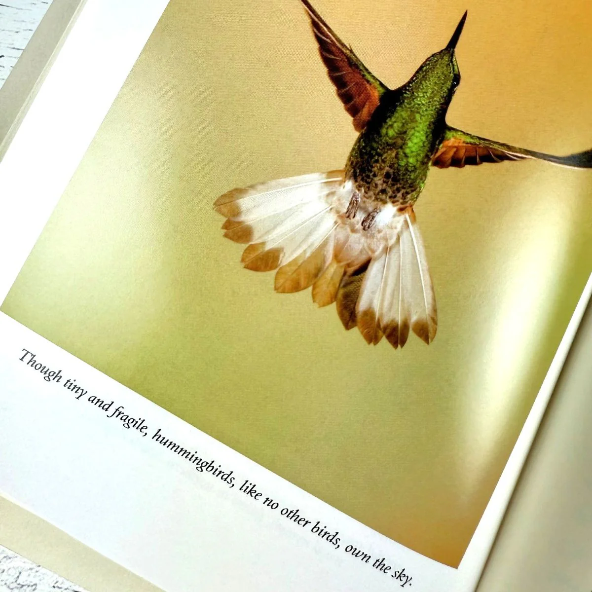 The Hummingbird's Gift - Image 2