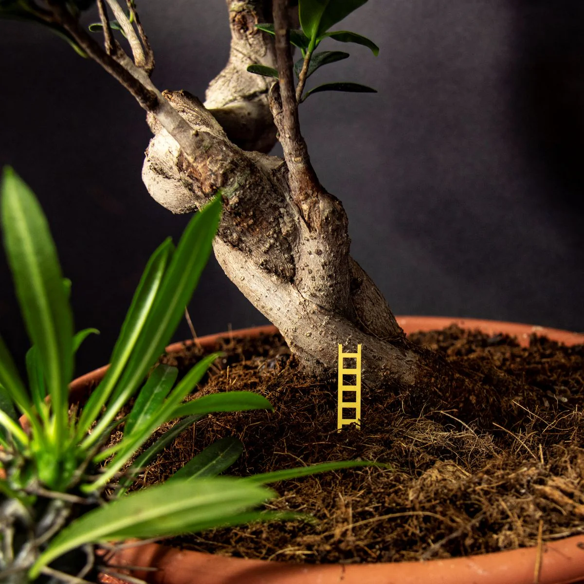 Tiny Birdhouse for Your Plants - Image 6