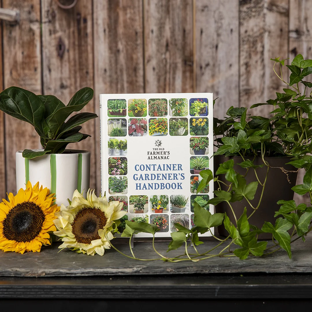 The Master Gardener - Image 2