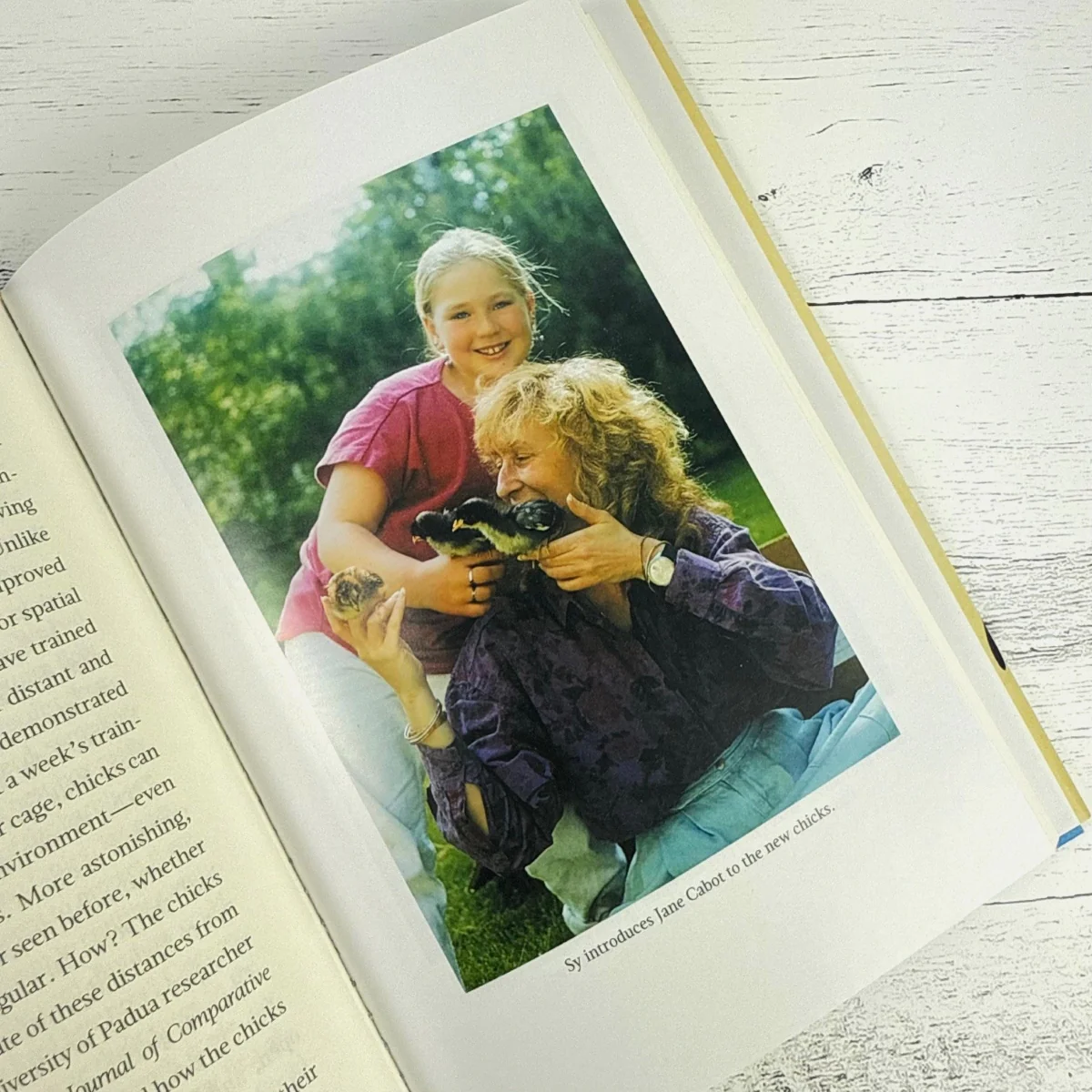 What the Chicken Knows Book & Desktop Chicken Coop - Image 5